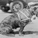 Illustration for article titled Vintage Photos Reveal Century-Long Obession with Dressing Up Pets